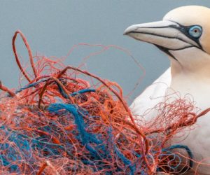 Clean Oceans : 2 milliards d'euros contre la pollution plastique