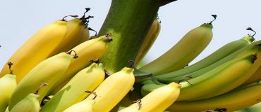 Pesticides au Nicaragua : une procédure hors-norme