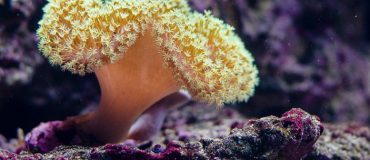 Des robots pour transporter les larves de corail sur les récifs