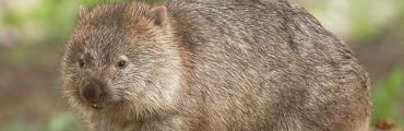 Pourquoi le caca carré des wombats intéresse autant la dynamique des fluides ?