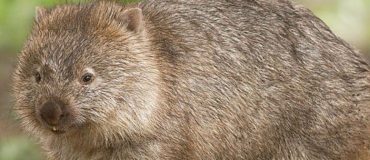 Pourquoi le caca carré des wombats intéresse autant la dynamique des fluides ?