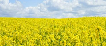 Agrocarburants: «Le remède est pire que la maladie»