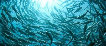 Des essaims robotiques au comportement de bancs de poissons