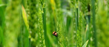 Brexit : des effets dévastateurs sur l'environnement ?