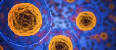 Que deviennent les nanoparticules magnétiques dans les cellules ?