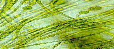 Fabrication d’hydrogène combustible à partir de cyanobactéries