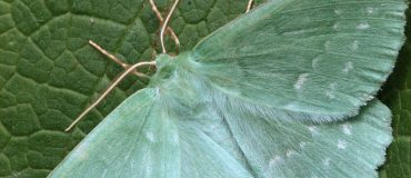 Alternatives aux pesticides : place aux odeurs !