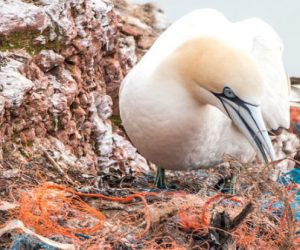 Des scientifiques découvrent un nouveau phénomène de pollution plastique sur la côte de l’île de Madère