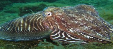 Un matériau biomimétique capable de réguler la température