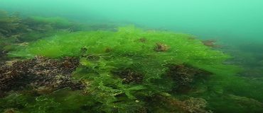 L’IPBES veut rendre « durable » l’utilisation des espèces sauvages