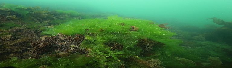 Exploiter les marées vertes grâce à une bactérie marine | Techniques de ...