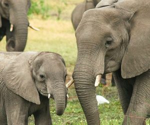 Comment le déclin des populations d'éléphants de forêt réduit les stocks de carbone dans la biomasse ?