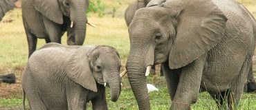 Comment le déclin des populations d'éléphants de forêt réduit les stocks de carbone dans la biomasse ?