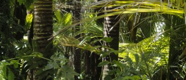 Un nouvel outil pour suivre l'évolution du carbone stocké par les forêts