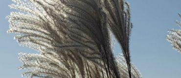 Polybiom lance son plastique de miscanthus 100% biosourcé