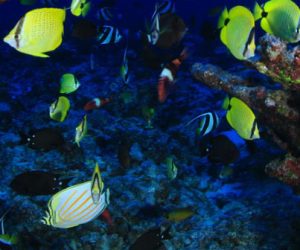 Les récifs coralliens : une richesse menacée à protéger