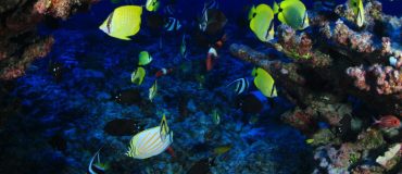 Les récifs coralliens : une richesse menacée à protéger