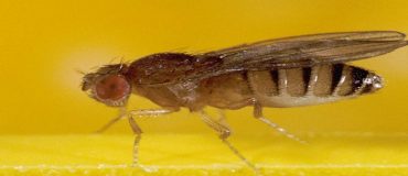 L’intelligence artificielle, une aide à la conception des robots mouche
