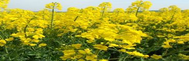Des tournesols et colza tolérants aux herbicides à surveiller