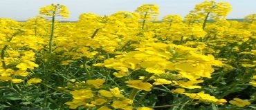 Des tournesols et colza tolérants aux herbicides à surveiller