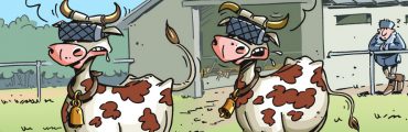 En image : les vaches, nouvelles cibles des casques VR&nbsp;?