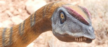 Les dinosaures à plumes aussi avaient des poux