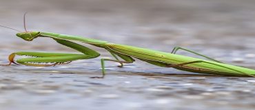 Imprimer des exosquelettes flexibles pour les robots insectes