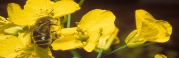 Néonicotinoïdes : un risque pour les abeilles malgré leur interdiction