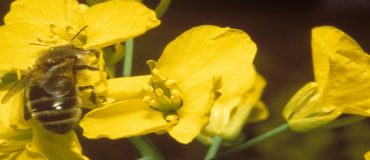 Néonicotinoïdes : un risque pour les abeilles malgré leur interdiction