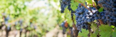 Des recherches pour valoriser les déchets viticoles