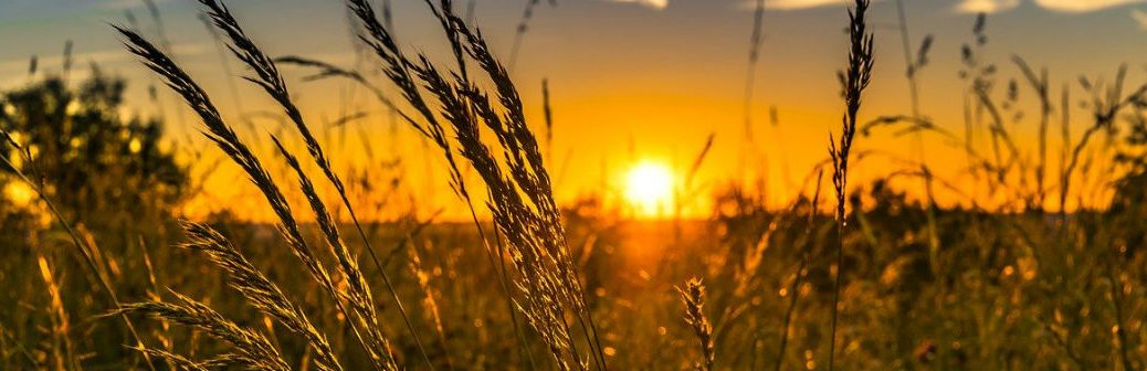 Un guide des bonnes pratiques RSE pour l’agrivoltaïsme