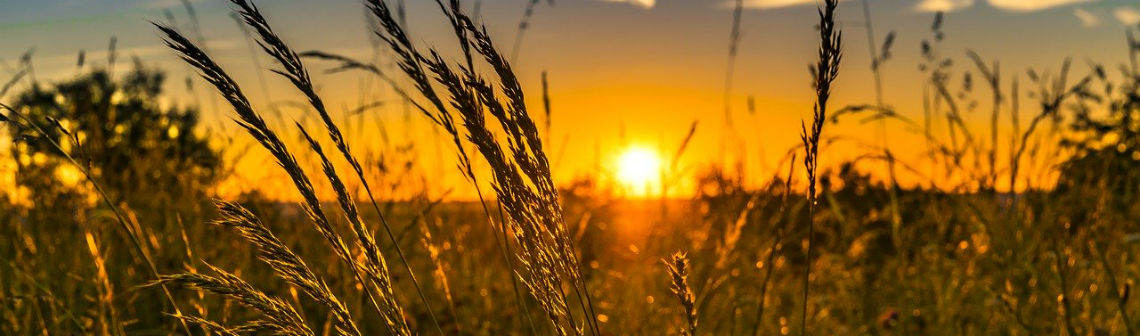 Un guide des bonnes pratiques RSE pour l’agrivoltaïsme