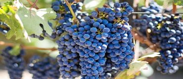 Des flashs d'UV-C pour activer le système immunitaire des plantes