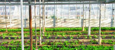 Fermes urbaines : l'agriculture en ville, un marché juteux ?