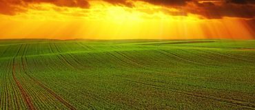 Coronavirus : la chaîne agricole pleinement mobilisée