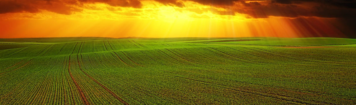Comment le bien-être animal est devenu un enjeu économique pour l’agroalimentaire Comment le bien-être animal est devenu un enjeu économique pour l’agroalimentaire