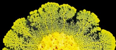 Biomimétisme : et si on s'inspirait du blob ?