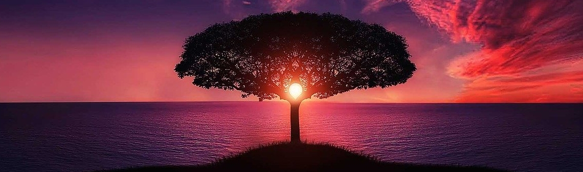 Arbre coucher de soleil