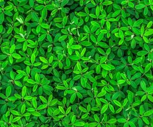 Biomimétisme : une source d’innovation pour les industriels