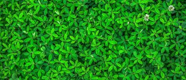 Biomimétisme : une source d’innovation pour les industriels