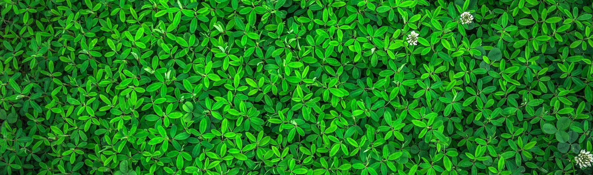 Biomimétisme : une source d’innovation pour les industriels