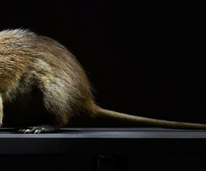 La Liste rouge des espèces menacées en Martinique est dévoilée