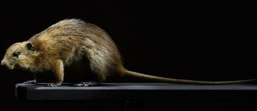 La Liste rouge des espèces menacées en Martinique est dévoilée