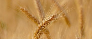 De la ferme à la table : moins de pesticides, plus de numérique