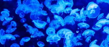 La robotique molle au secours de la biologie marine