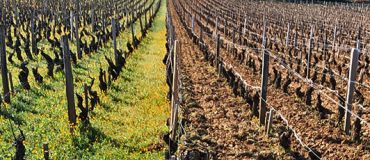 Le génie écologique au service du sol