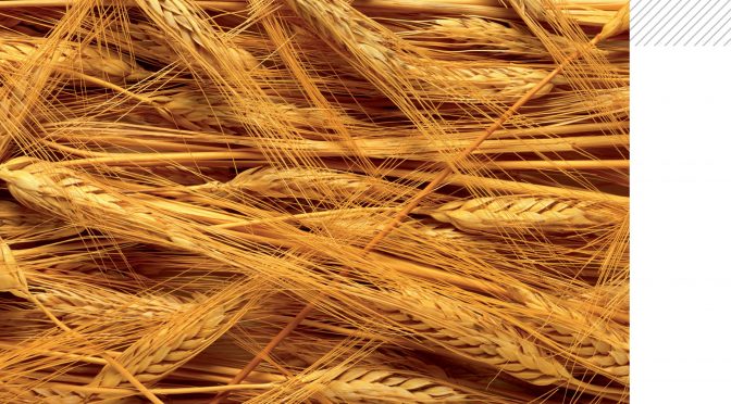 Quelle démarche d’écoconception pour améliorer la performance environnementale des aliments ?