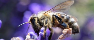 Copernicus : deux nouveaux services pour évaluer l'agroécologie en Europe