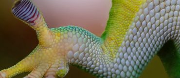 Robots biomimétiques : entre promesses et obstacles