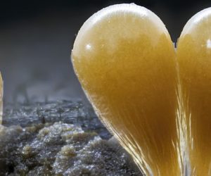 Un revêtement polymère qui combat les champignons nuisibles